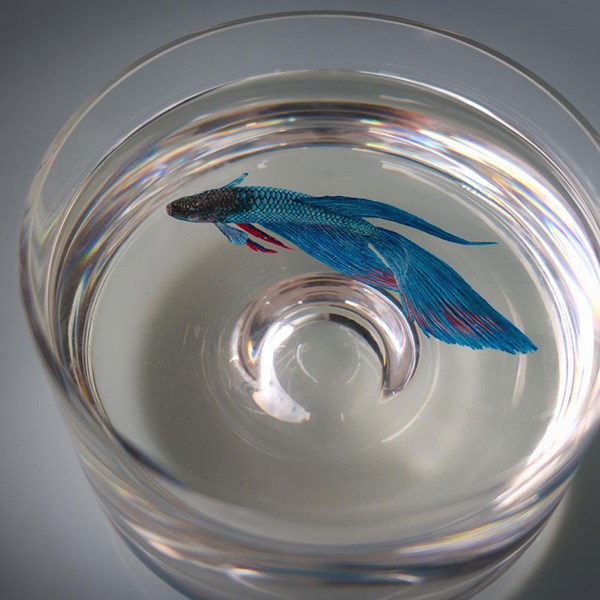 Nghệ thuật vẽ cá 3D thật đến khó tin của nghệ sĩ Keng Lye