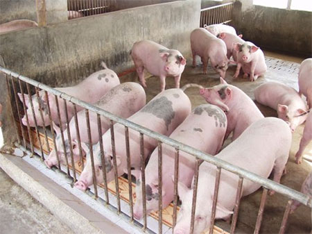 Sở Công Thương Hà Nội cho biết, giá các sản phẩm thịt lợn trên thị trường đang tăng lên khá mạnh do hoạt động thu gom lợn xuất sang Trung Quốc.