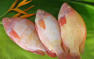 Cá diêu hồng hay còn gọi là cá rô phi đỏ, loại cá thịt trắng ngon, lành tính, có thể chế biến thành các món ngon bổ khoái khẩu nhiều người.