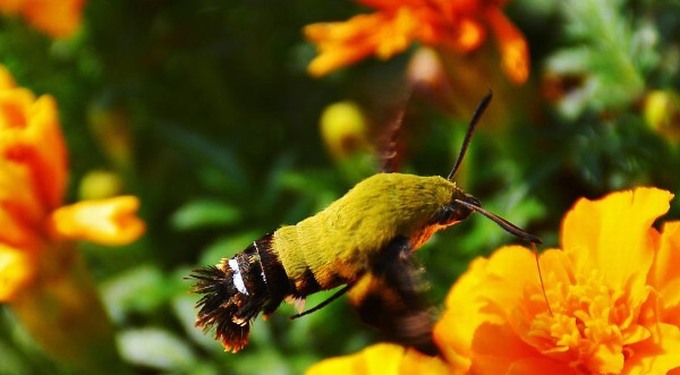 Phát hiện loài bướm lai chim ruồi 4 trong 1 cực hiếm ở Trung Quốc